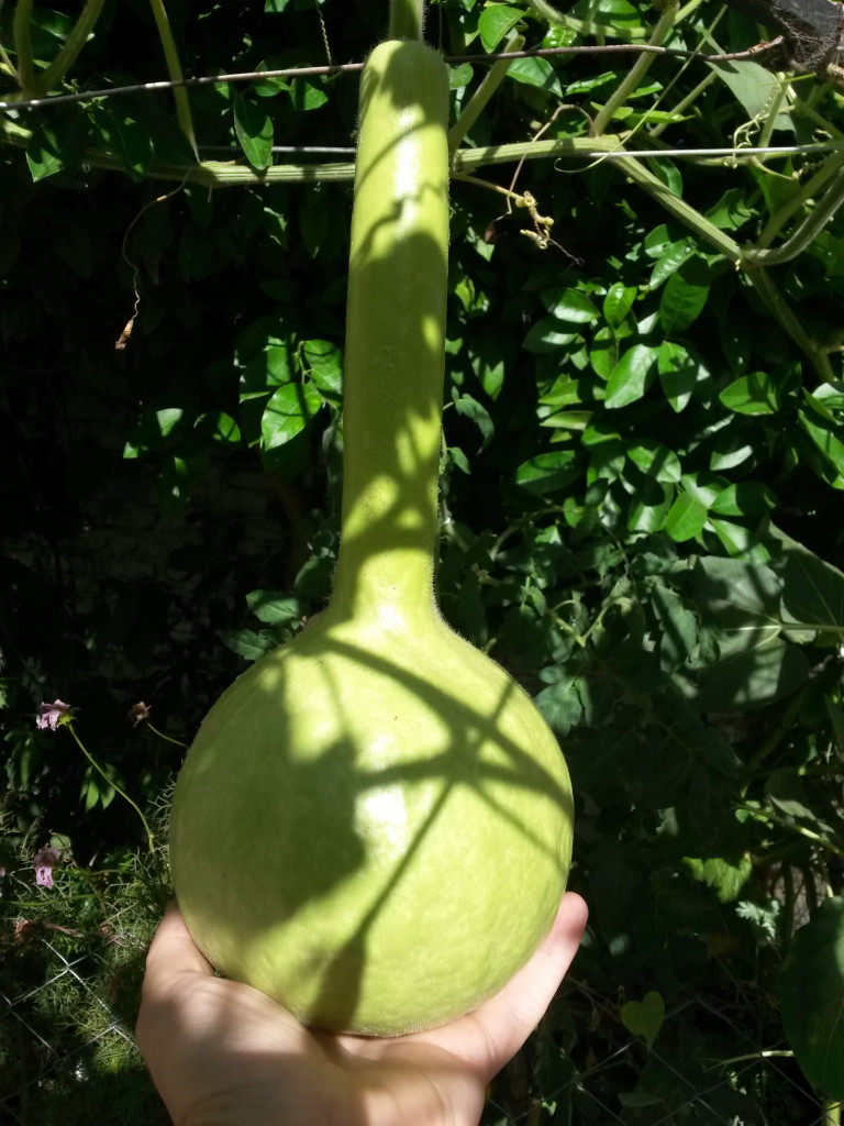 20150220_163401 Lagenaria cucharon (fruto inmaduro)