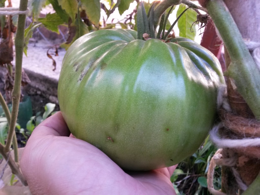 20150220_173636 Tomate Gigante de Galicia (fruto inmaduro)