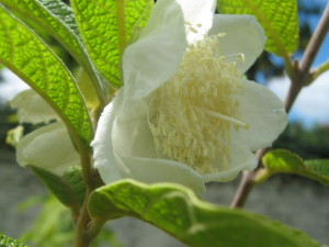 sete_capotes_--campomenesia_guazumifolia--huertasurbanas-com___consol_-20150304T142542