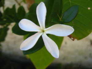 natal_plum--huertasurbanas-com