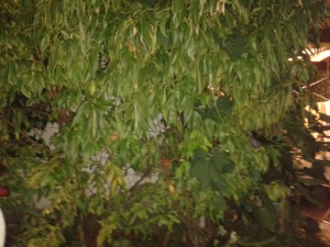 20150204_005529