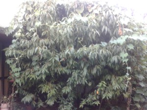 20150319_183936
