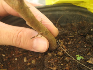 jaboticabas_id_paraguay-11