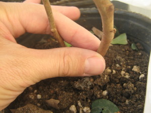 jaboticabas_id_paraguay-12