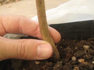 jaboticabas_id_paraguay-13