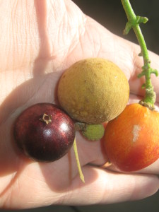 la fruta naranja es la guaraná