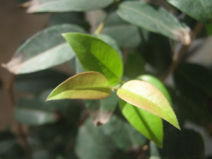jaboticabas_id_paraguay-4