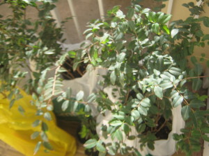 jaboticabas_id_paraguay-8