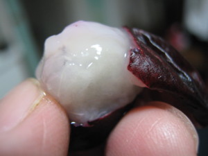 jaboticabas_id_paraguay_fruta-3