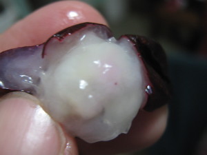 jaboticabas_id_paraguay_fruta-4