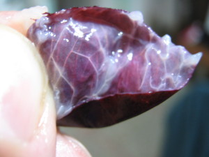 jaboticabas_id_paraguay_fruta-5
