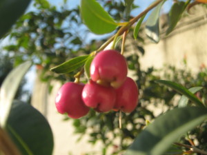fruit_tree_id_sizygium.jpg-1