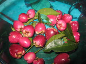 fruit_tree_id_sizygium.jpg-2