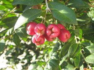 fruit_tree_id_sizygium.jpg