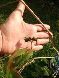 REGALITO FRUTO