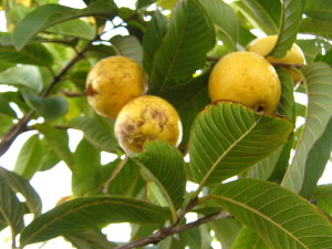 guayaba_invierno_20150801T181627.jpg