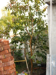 guayaba_invierno_20150801T181714.jpg