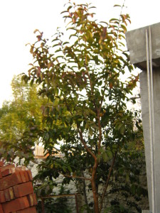 guayaba_invierno_20150801T181718.jpg