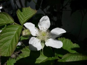 20151018_115720 Zarzamora (flor)