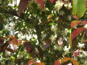 pitanga_roja_--eugenia_uniflora__huertasurbanas-com_20151007T122042