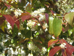 pitanga_roja_--eugenia_uniflora__huertasurbanas-com_20151007T122051