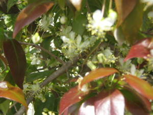 pitanga_roja_--eugenia_uniflora__huertasurbanas-com_20151007T122138