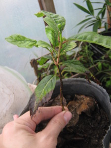 psidium_guineense_20151006T154355