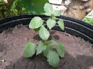 20151108_141629 Purple tomatillo (physalis)