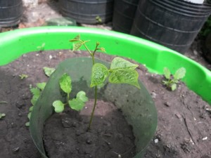 20151108_141702 Jicama