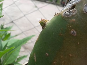 20151108_141929 Tuna (rebrotando)