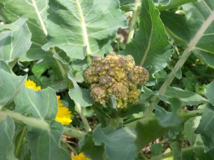 20151108_142258 Brocoli romanesco