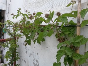 20151108_142308 Zarzamora (frutos inmaduros)