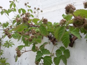 20151108_142334 Zarzamora (frutos inmaduros)