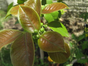 frutales_jardin_primavera-20151113T140525