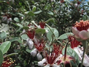 frutales_jardin_primavera-20151113T140540