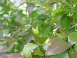 frutales_jardin_primavera-20151113T140635