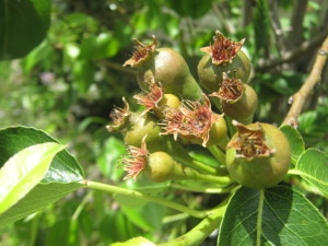 frutales_jardin_primavera-20151113T140743