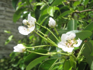 frutales_jardin_primavera-20151113T140748