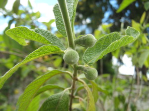 frutales_jardin_primavera-20151113T140819