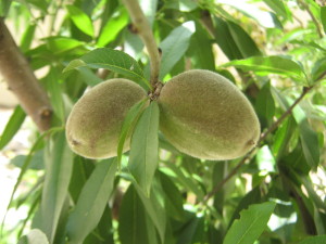 frutales_jardin_primavera-20151113T140912