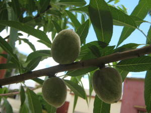 frutales_jardin_primavera-20151113T141004