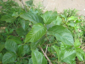 frutales_jardin_primavera-20151113T141017