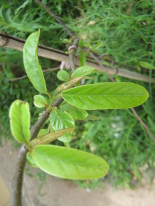 frutales_jardin_primavera-20151113T141023