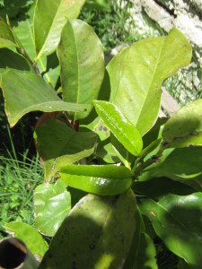 graviola_guanabana_de_montana--20151121T125156