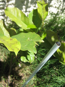 graviola_guanabana_de_montana--20151121T125255