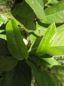 graviola_guanabana_de_montana--20151121T125308