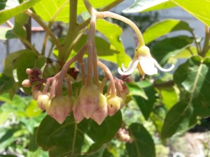 20151122_125416 Tamarillo naranja 1 (flor)