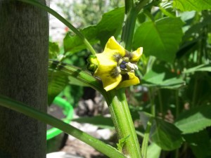 20151122_132307 Purple tomatillo (physalis) (flor)