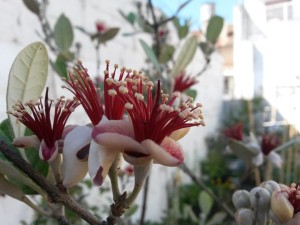20151129_154558 Feijoa 1 (flor)
