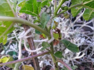 20151213_171154 Lulo 1 (floreciendo)